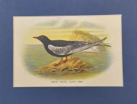 White-Winfed Black Tern